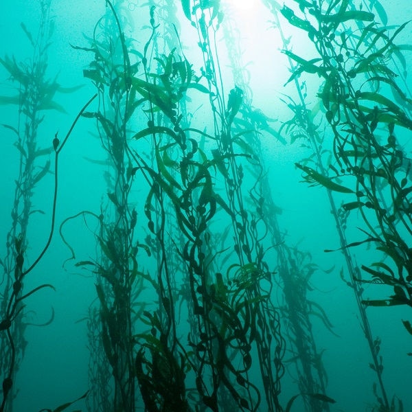 Der Nutzen von Omega-3 geht über die traditionelle Verwendung hinaus