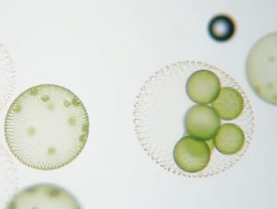 Algae in the spotlight for Global Omega-3 Day