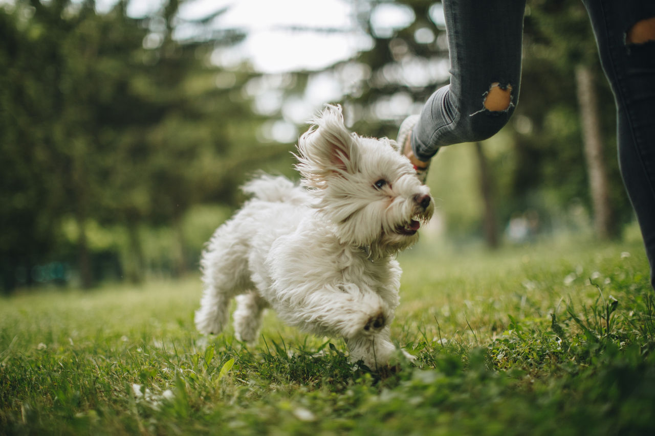 dsm-firmenich at Fi Europe 2024: Shaping the future of pet nutrition