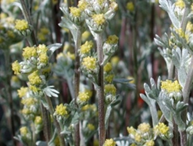 ALPAFLOR® ARTEMISIA AO 