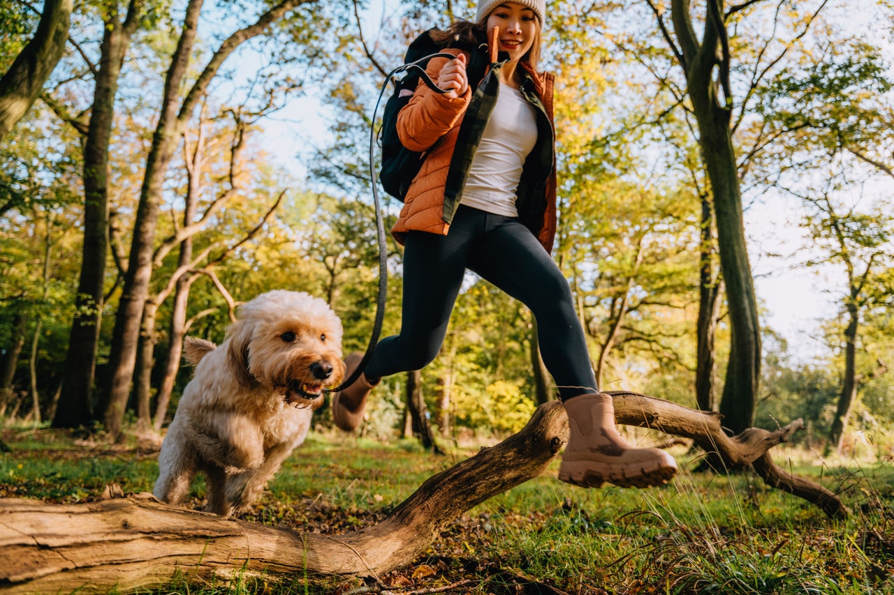 Pourquoi les algues oméga-3 pour animaux de compagnie sont-elles la clé d'une prise en charge proactive ?