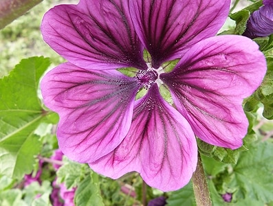 ALPAFLOR® MALVA AO