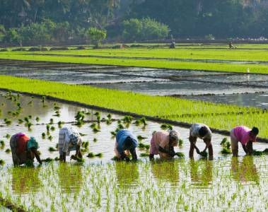 Verrijkte rijst leidt tot verbetering van de status van micronutriënten in voedingsonderzoek onder werknemers