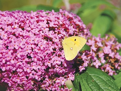 ALPAFLOR® BUDDLEJA AO