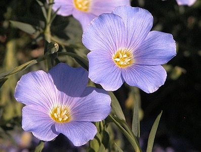 ALPAFLOR® LINUM AO