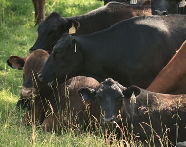 Addressing Heat Stress and Mycotoxin Challenges