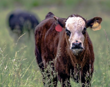 Ergot Risks in Tall Fescue: Safeguarding Cattle Health