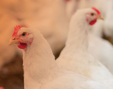 Highly Pathogenic Avian Influenza