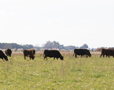 Late season grass and harvested hay quality effects on reproduction