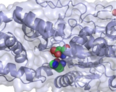 The History of Phytase: Why phytases are not all the same