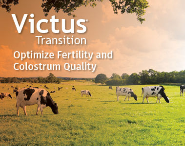 Victus Transition for Dairy Cows: Update and Frequently Asked Questions 