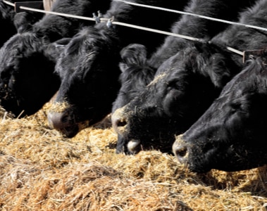 vitamin-nutrition-what-do-your-cattle-need