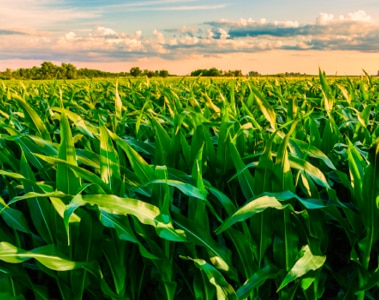 What Mycotoxins Will 2024 Harvest Bring?