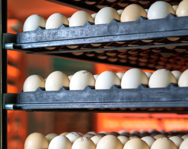 Zero Salmonella in Poultry Meat and Eggs