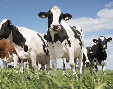 Canada approves Bovaer® as first feed ingredient to reduce methane emissions from cattle