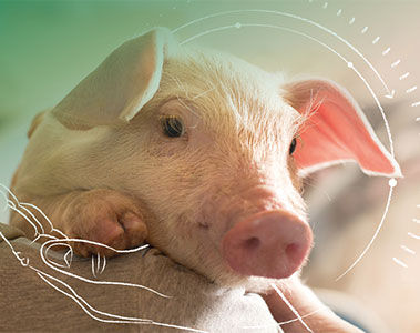 Webinar: Protect Piglets: Strategies to Optimize Gut Function