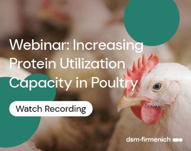 Webinar Recording: Increasing Protein Utilization Capacity in Poultry