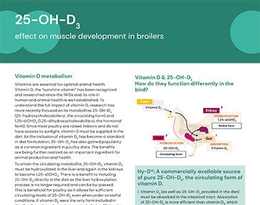 Infosheet: 25-OH-D3 effect on muscle development in broilers