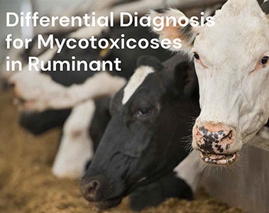 Differential Diagnosis for Mycotoxicoses in Ruminant PDF