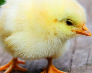 Adjusting the composition of enzyme levels in the feed over time to support adequate nutrition of chicks during the starter phase