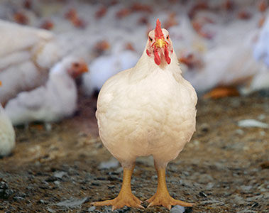 Early detection and interventions for lameness in broilers