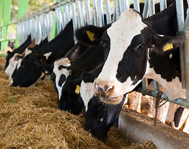 How diet optimization can improve cost efficiency in dairy