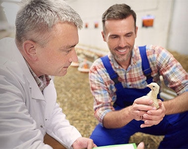 How mycotoxins influence your layer pullets’ egg production potential