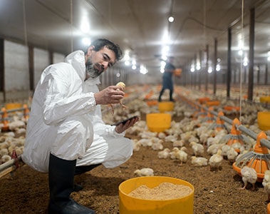 How mycotoxins predispose poultry for health & nutrition challenges and their risk management