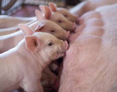 Piglet Health Starts In-Utero: How to Develop Immune Competency in Piglets Before and After Birth