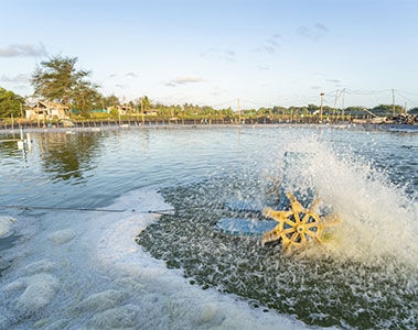 Pond aging: turning back the clock on water quality