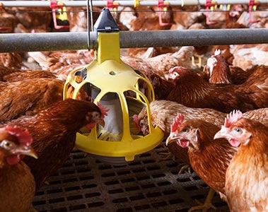 Precision nutrition in commercial poultry production