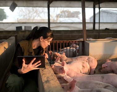 Sow gestational feed programs for optimum development of piglets in-utero