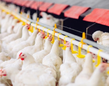 The anion gap: a key biomarker for poultry health