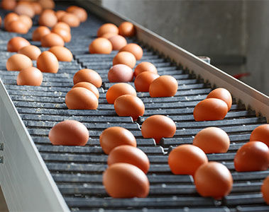 The Nutritional Powerhouse: Eggs and Their Positive Impact on Human Health