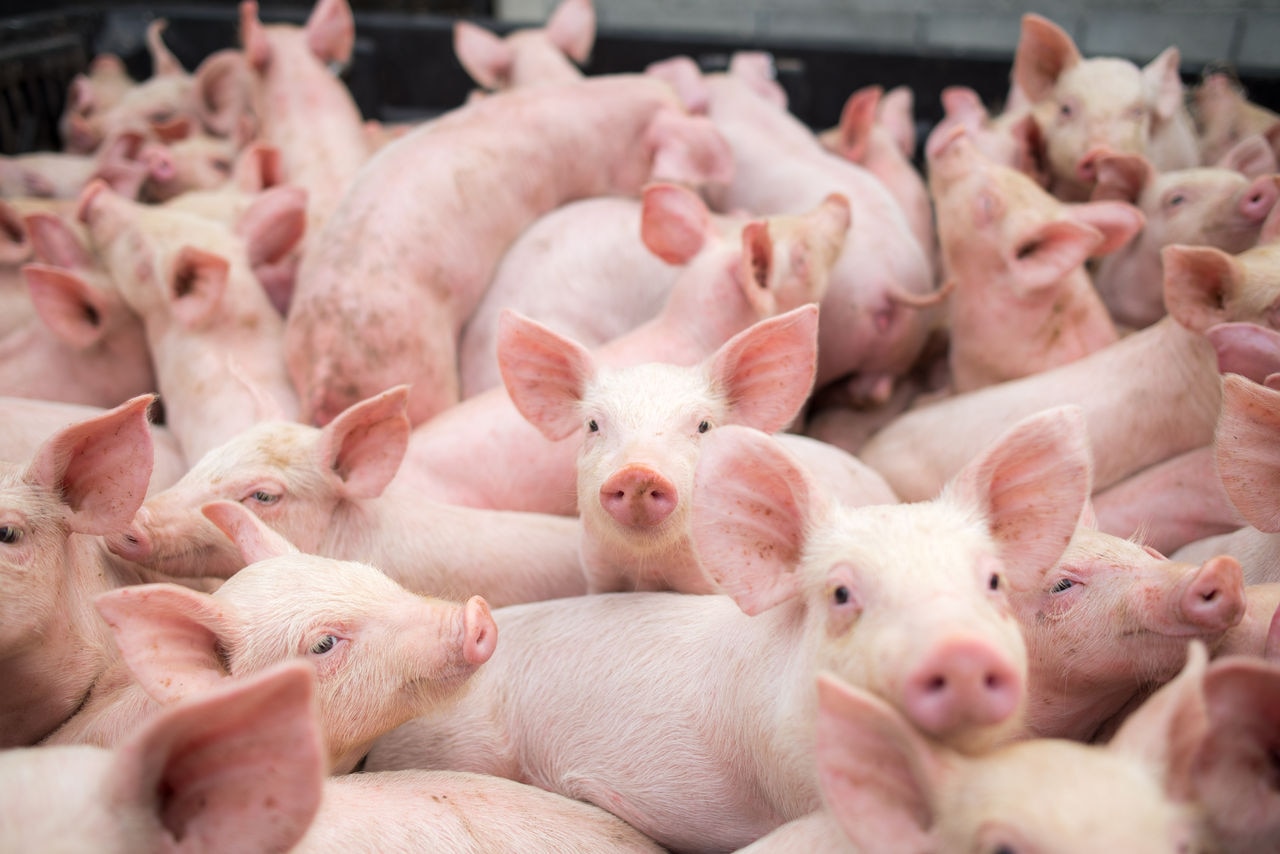 Unlocking the value of sustainable swine production