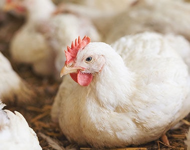 Using machine learning to predict on-farm challenges and optimize broiler performance