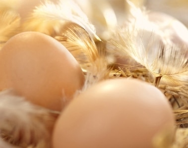 The role of micro-nutrition in sustainable egg production