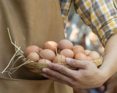 dsm-firmenich partners with International Egg Commission to support sustainable egg production