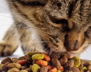 Special vitamin C for pet oral care