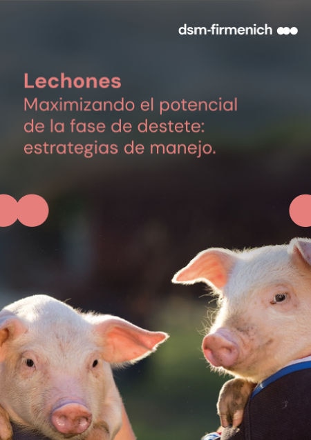 Lechones - Maximizando el potencial de la fase de destete: estrategias de manejo