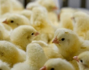 Impacto de la Coccidiosis en avicultura: Apoyo en medidas de control