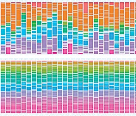 No es solo una colección de microbios: el microbioma es un órgano de las aves de corral