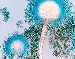 Micotoxinas na avicultura e efeitos esperados considerando o perfil de contaminação atual